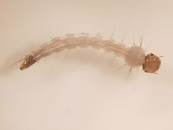 Adjunto 250px-Aedes_aegypti_larva.jpg